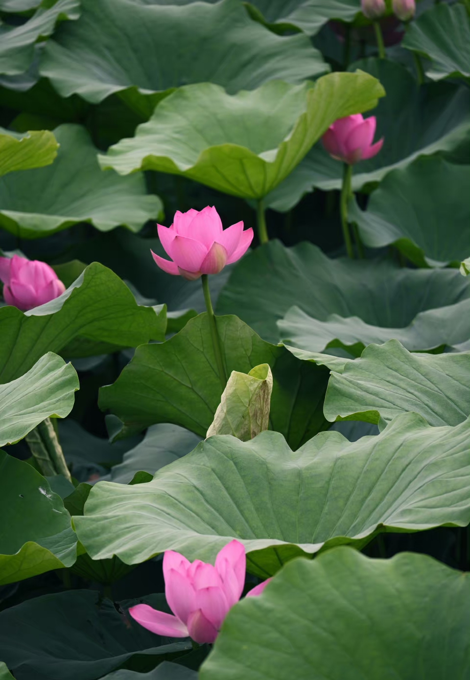 时隔三年,再次来到南京,玄武湖的荷花还是这么美.