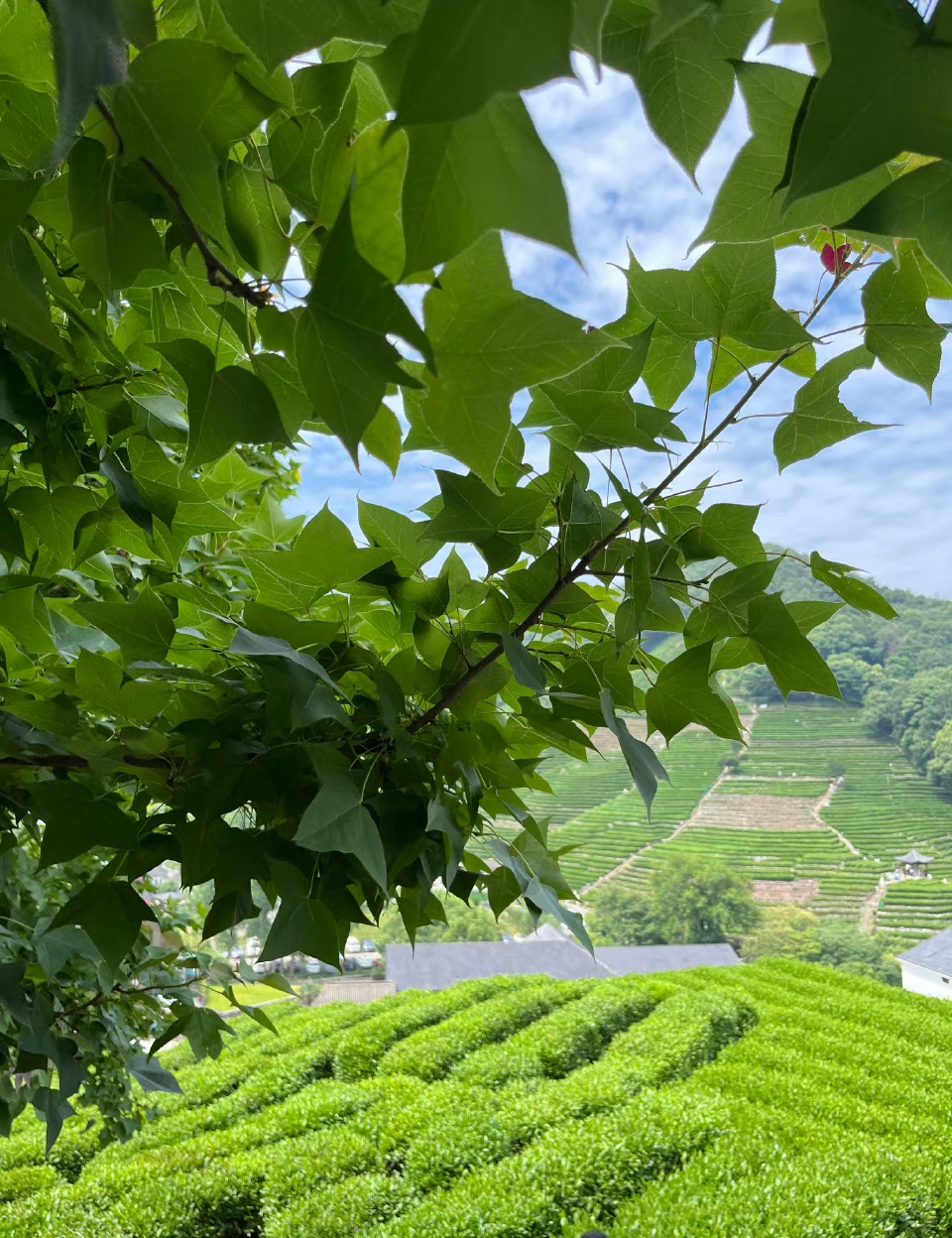 杭州人夏天的避暑秘境在云栖竹径