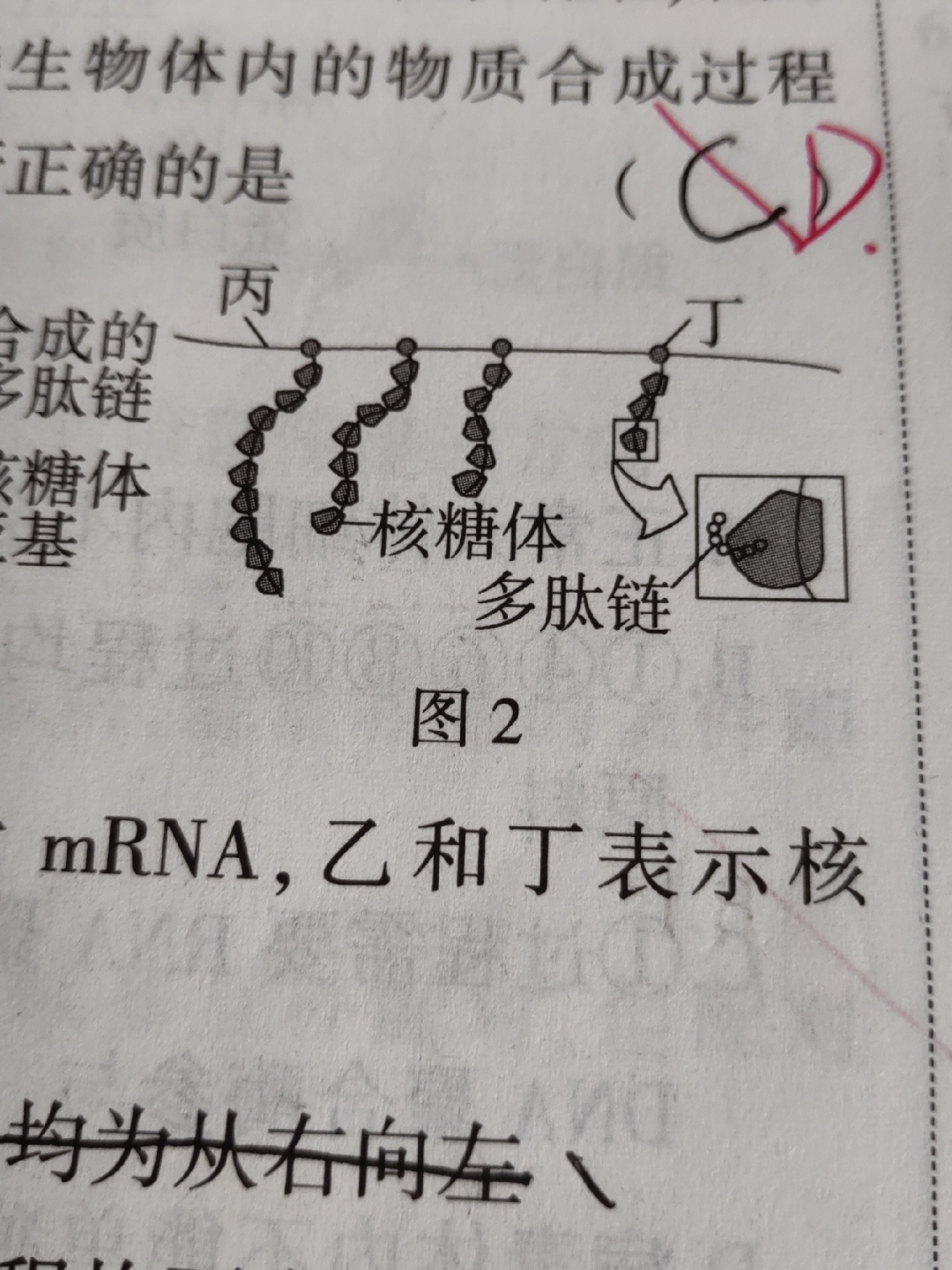 边转录边翻译图片