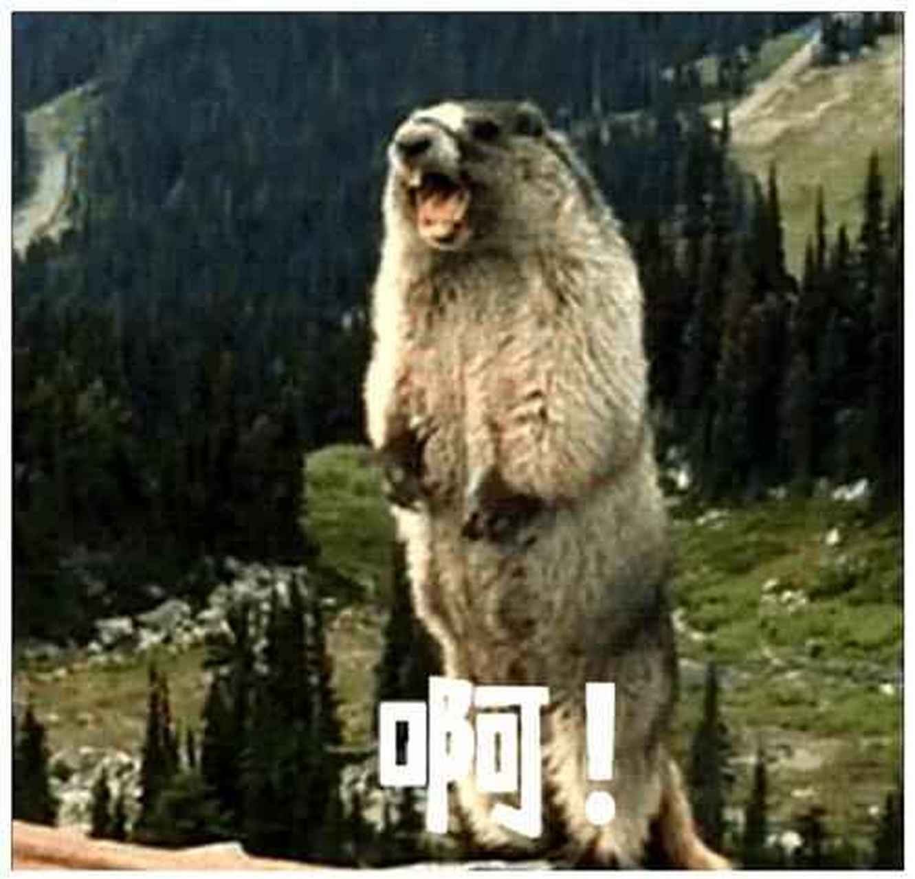 啊啊啊啊!土坡鼠表情包来惹