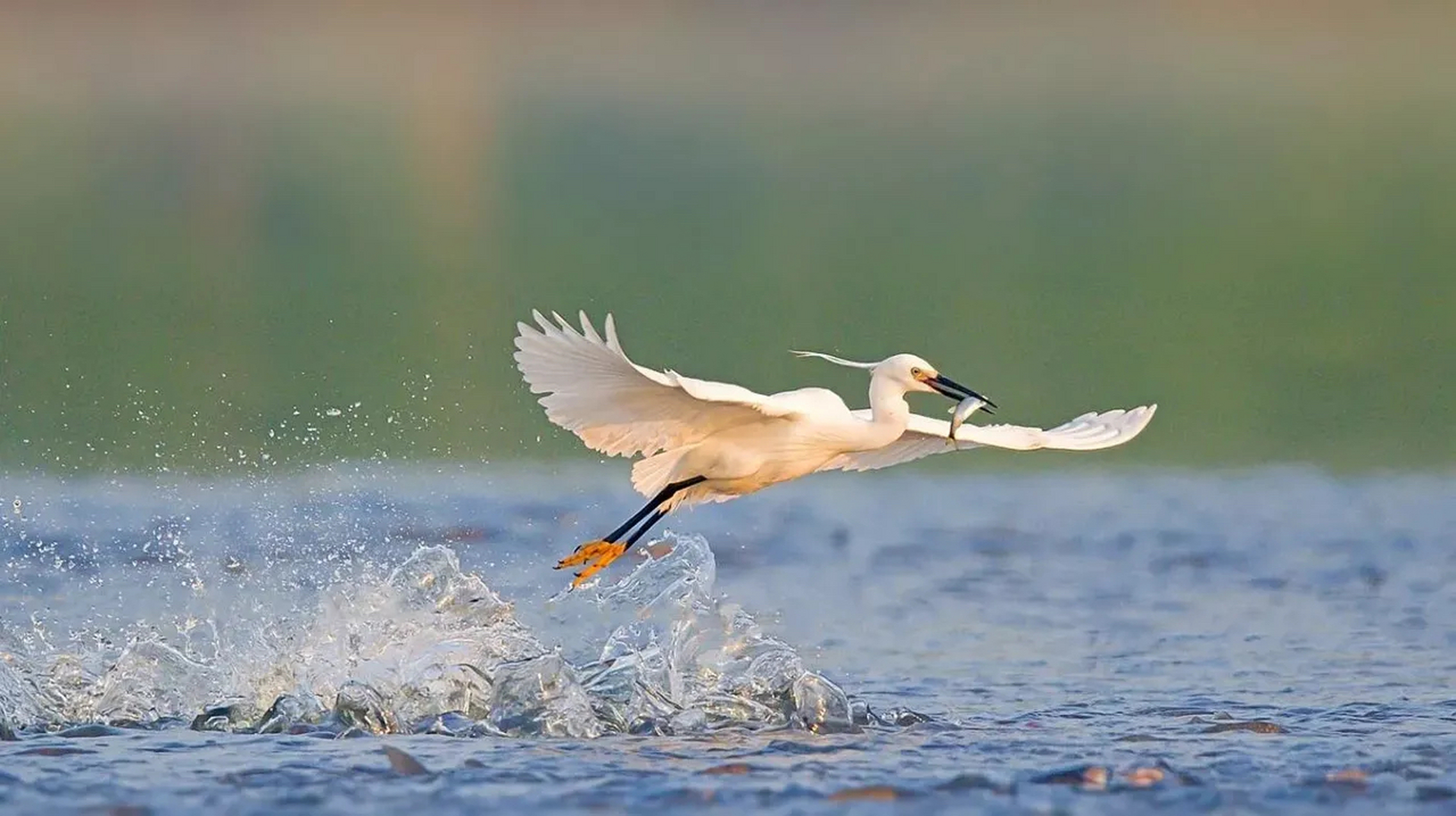 白鹭钓鱼四部曲