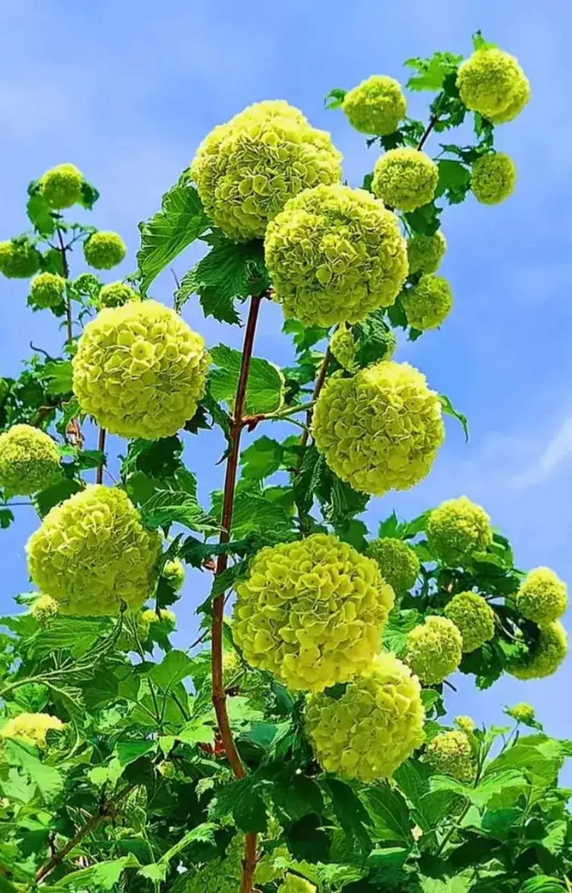 养眼的绿绣球花  绿色绣球花又称八仙花,原产于地中海沿岸.