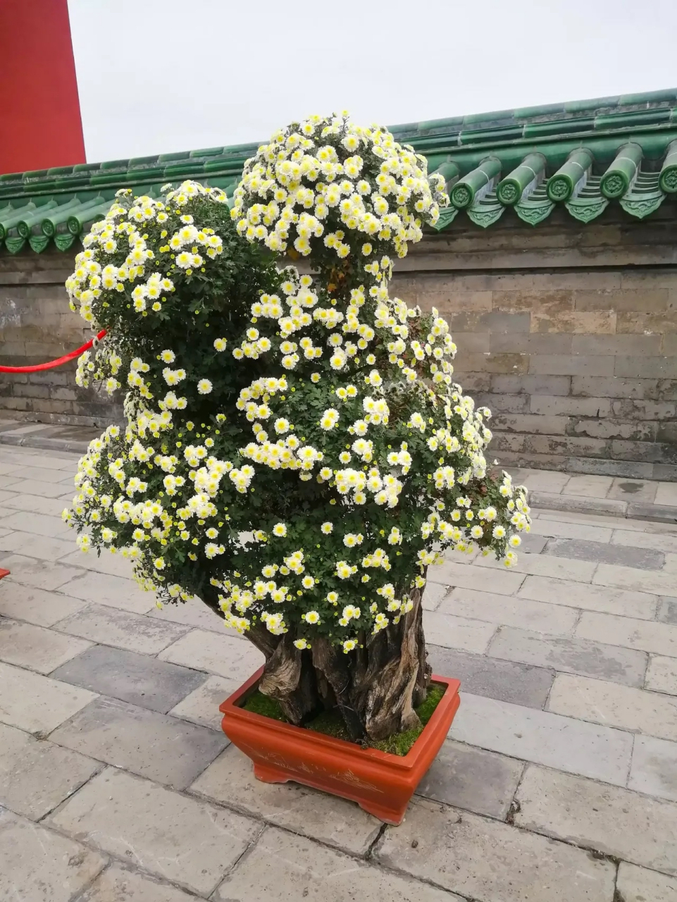 菊花盆景欣赏