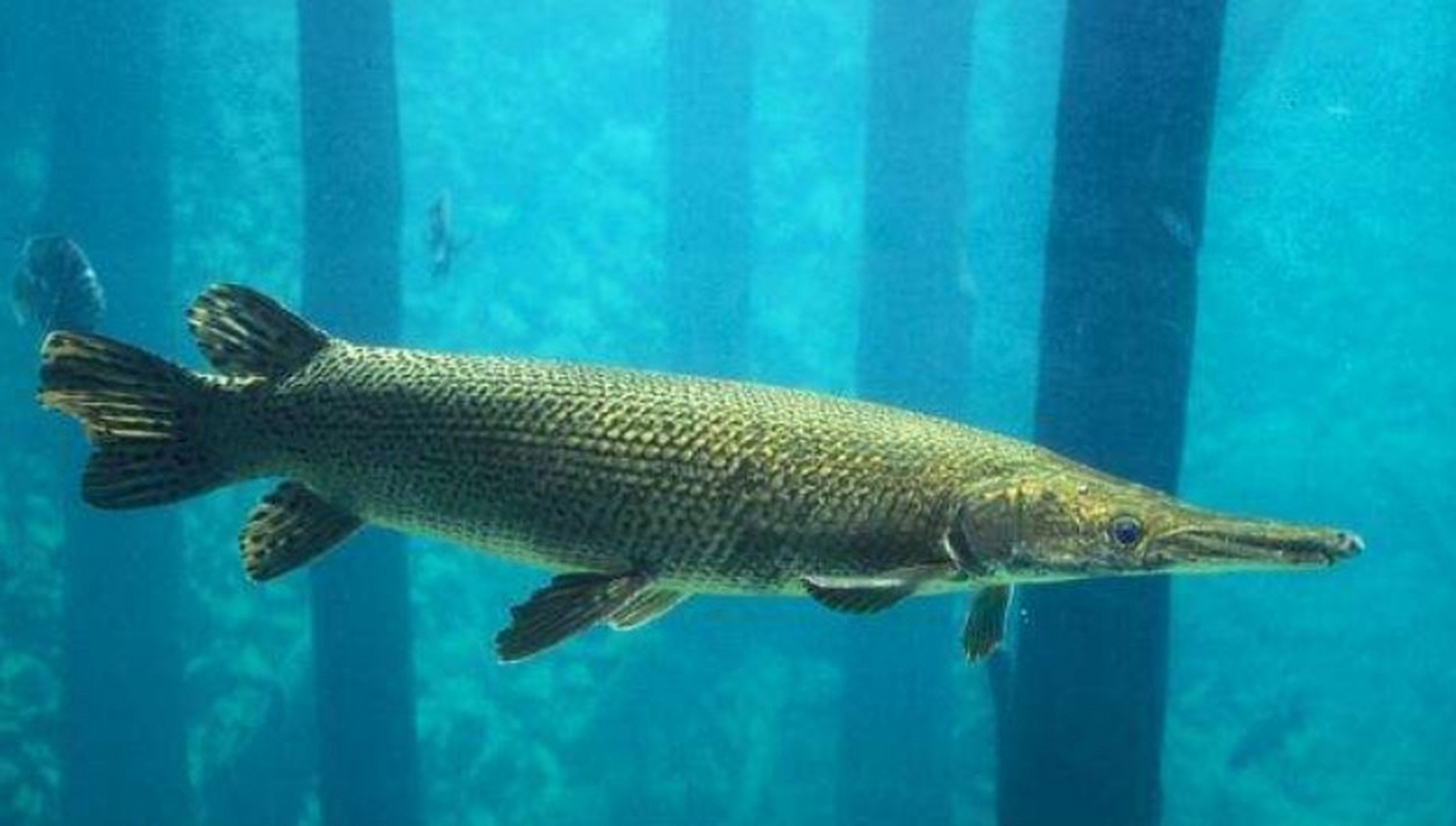 【平顶山湖中怪鱼鳄雀鳝,到底是什么样的鱼?