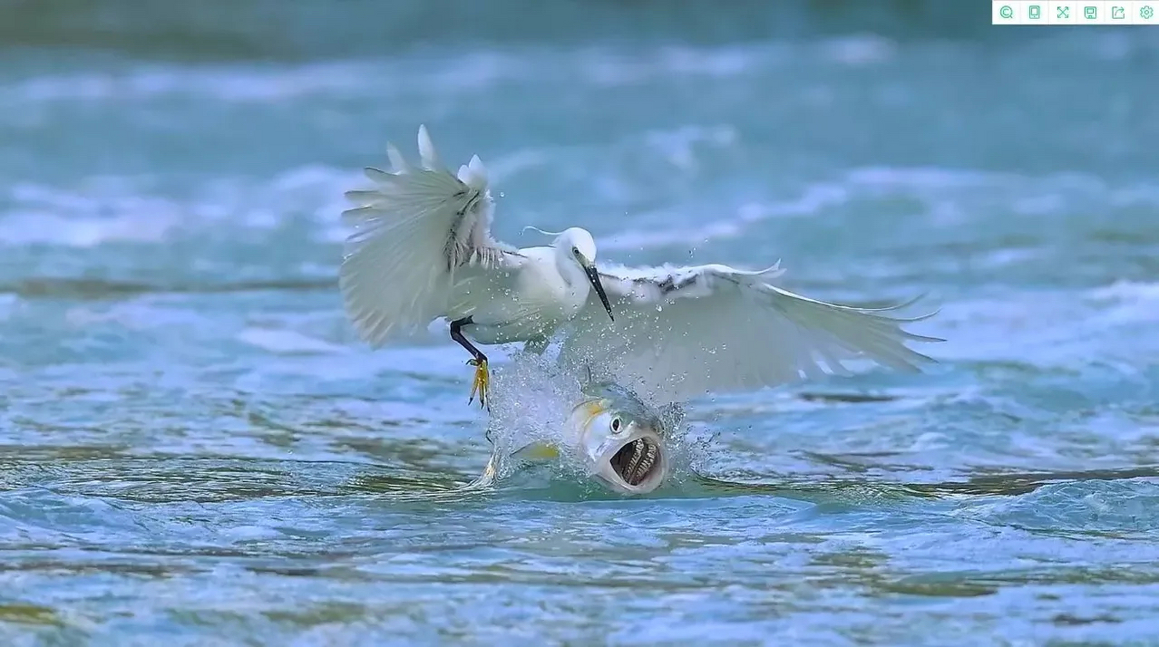 白鹭钓鱼四部曲