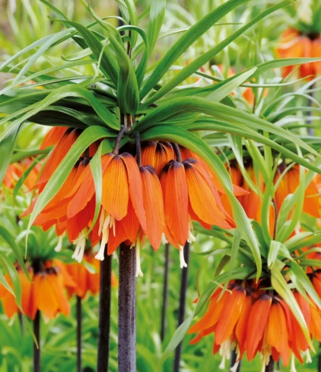 皇冠贝母(百合科)