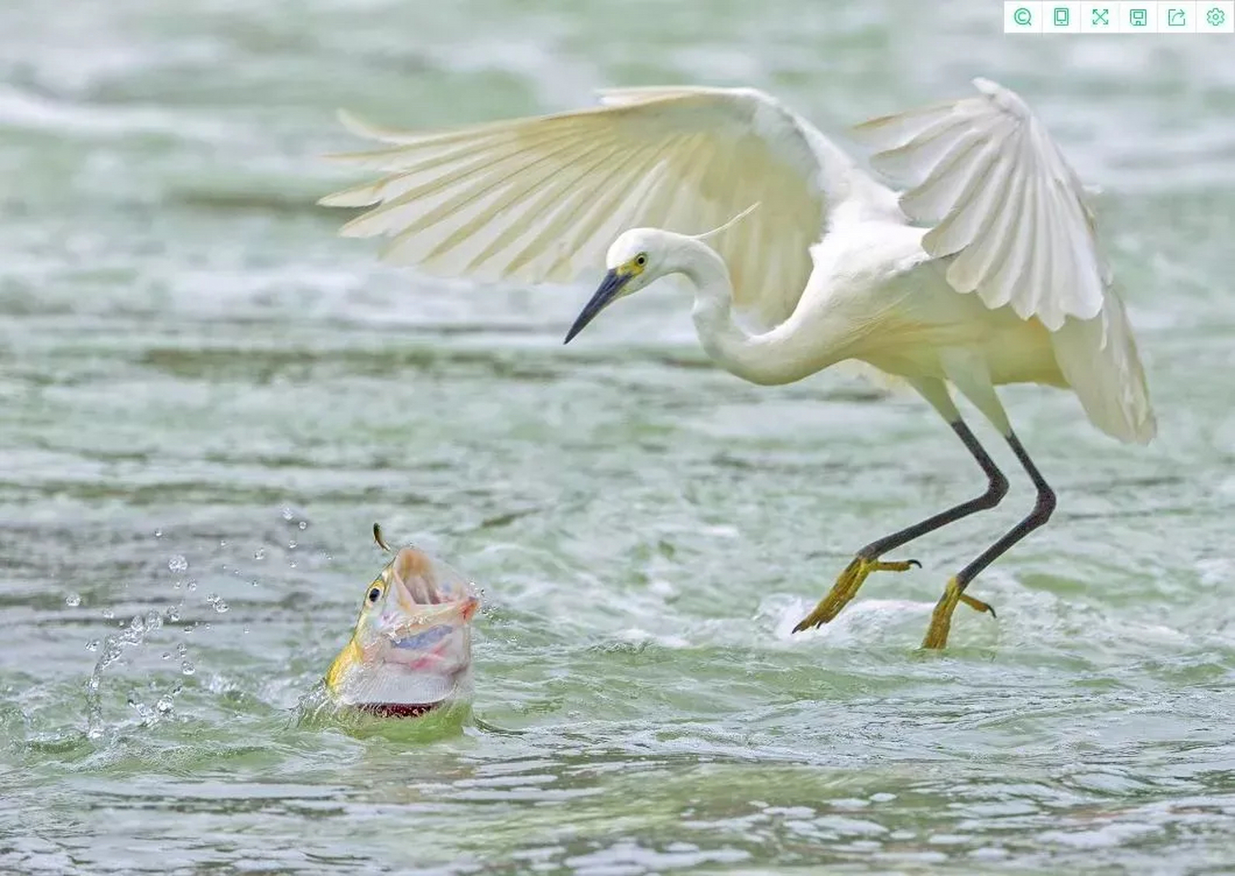 白鹭钓鱼四部曲