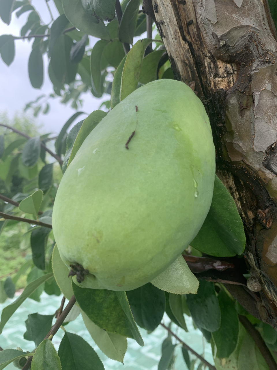 曹州木瓜是菏泽市的市树,其果可食,可观,可闻香,其花,叶,干均可观赏