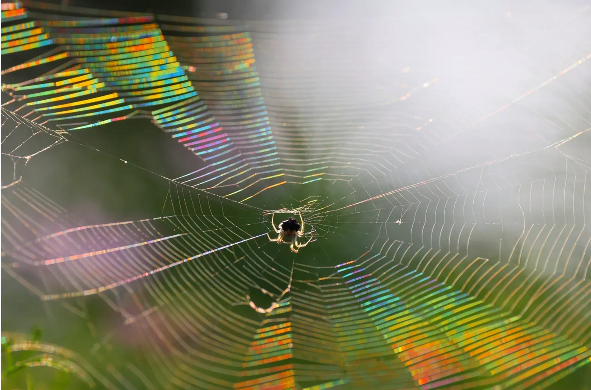 这种彩色蜘蛛网可以吸引昆虫,也能保护自己免遭天敌伤害自己.
