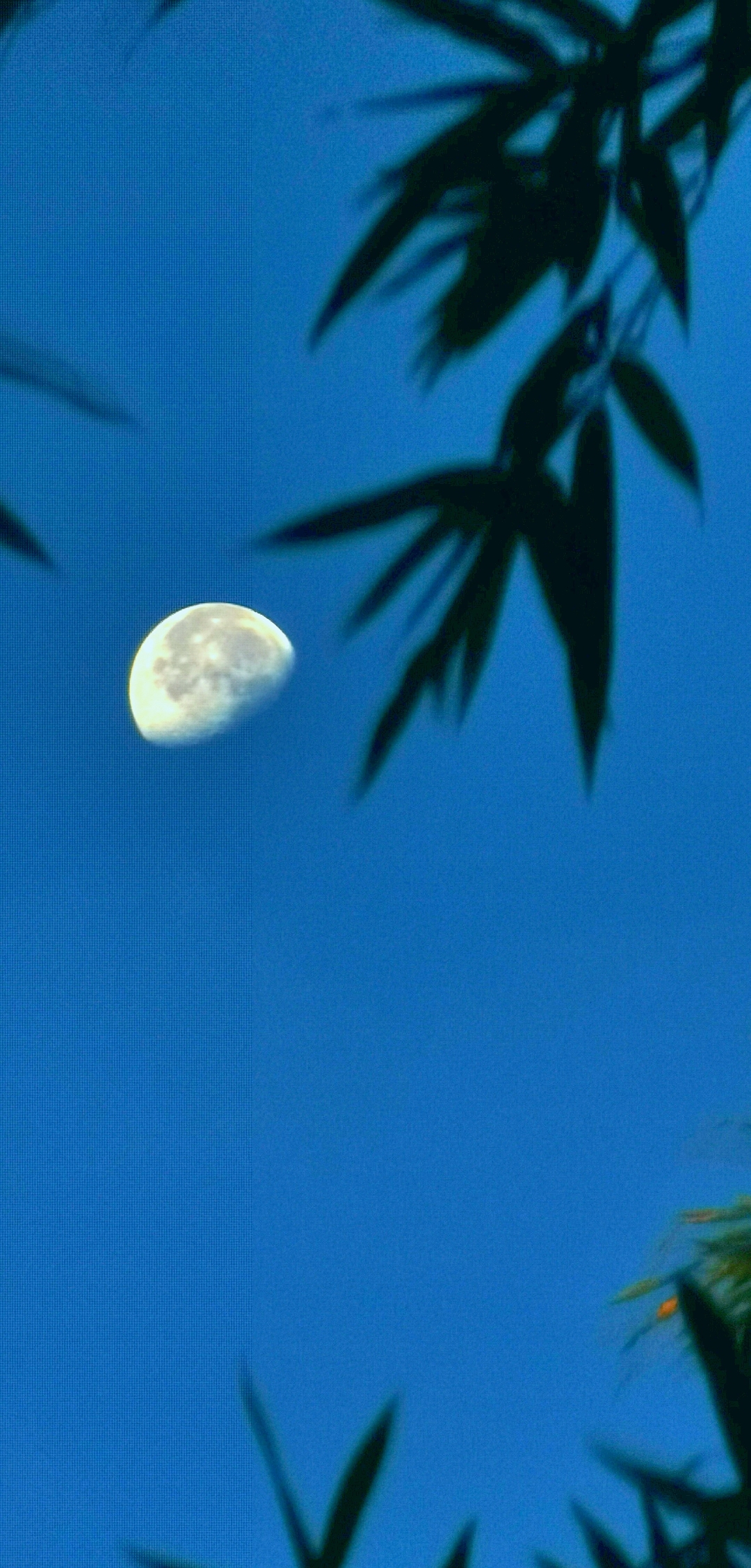 一轮清月挂高枝 竹叶轻摇掩碧池 67(ai文)