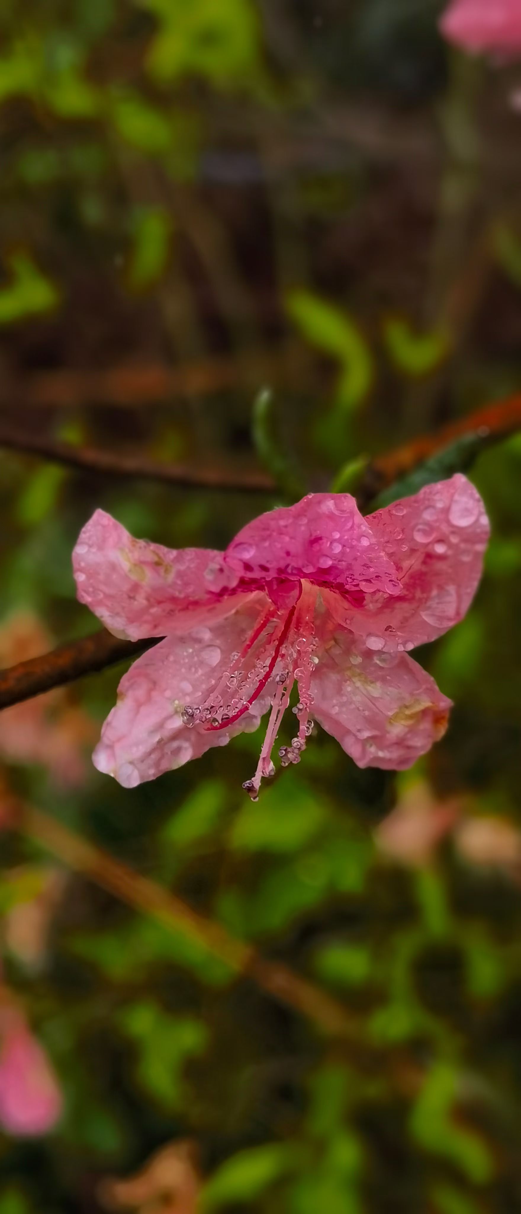 雨中杜鹃花图片图片