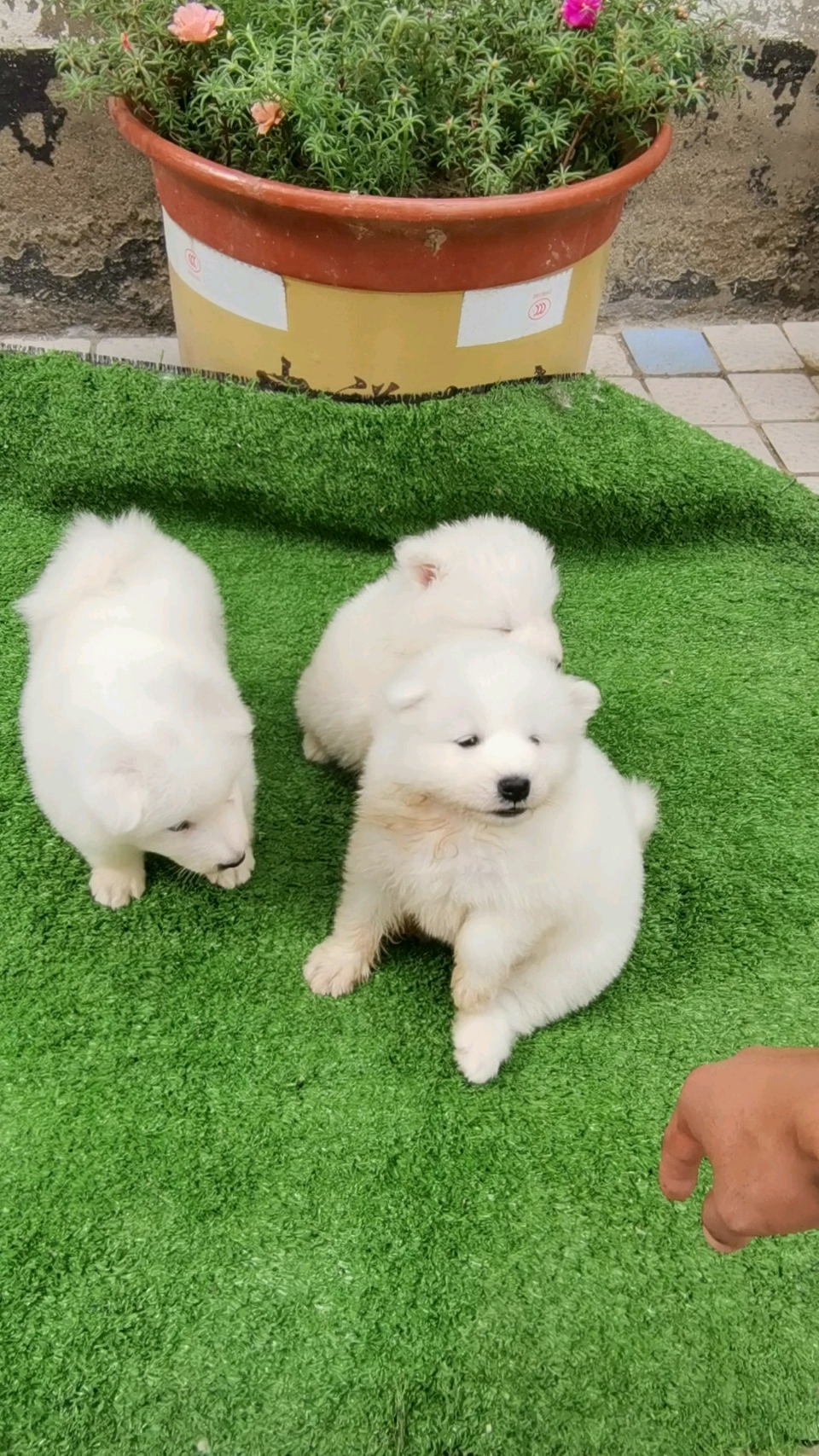 熊版 萨摩耶  雪白胖嘟嘟  温顺可爱   #有喜欢吗