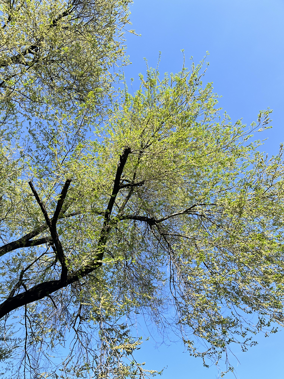 梅堰小区的美树98