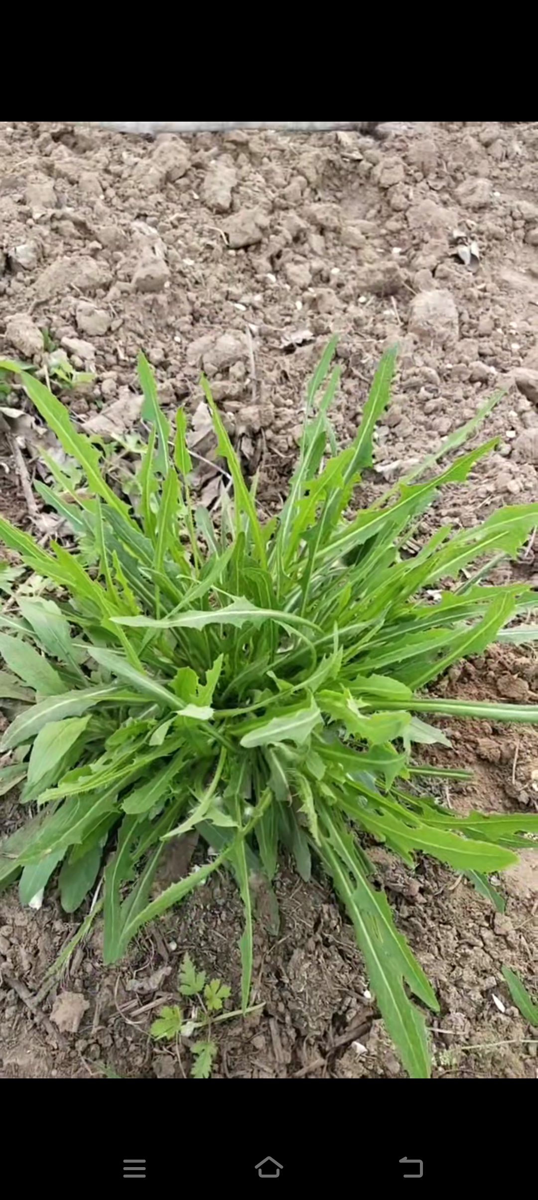 孤独的一棵植物