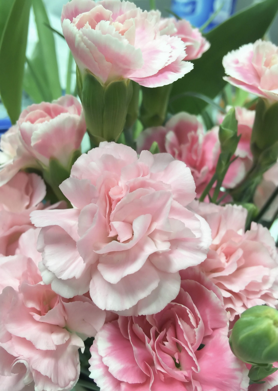 康乃馨花语是"爱的宣言",它代表着真挚的爱,深情的表达和珍贵的友谊.