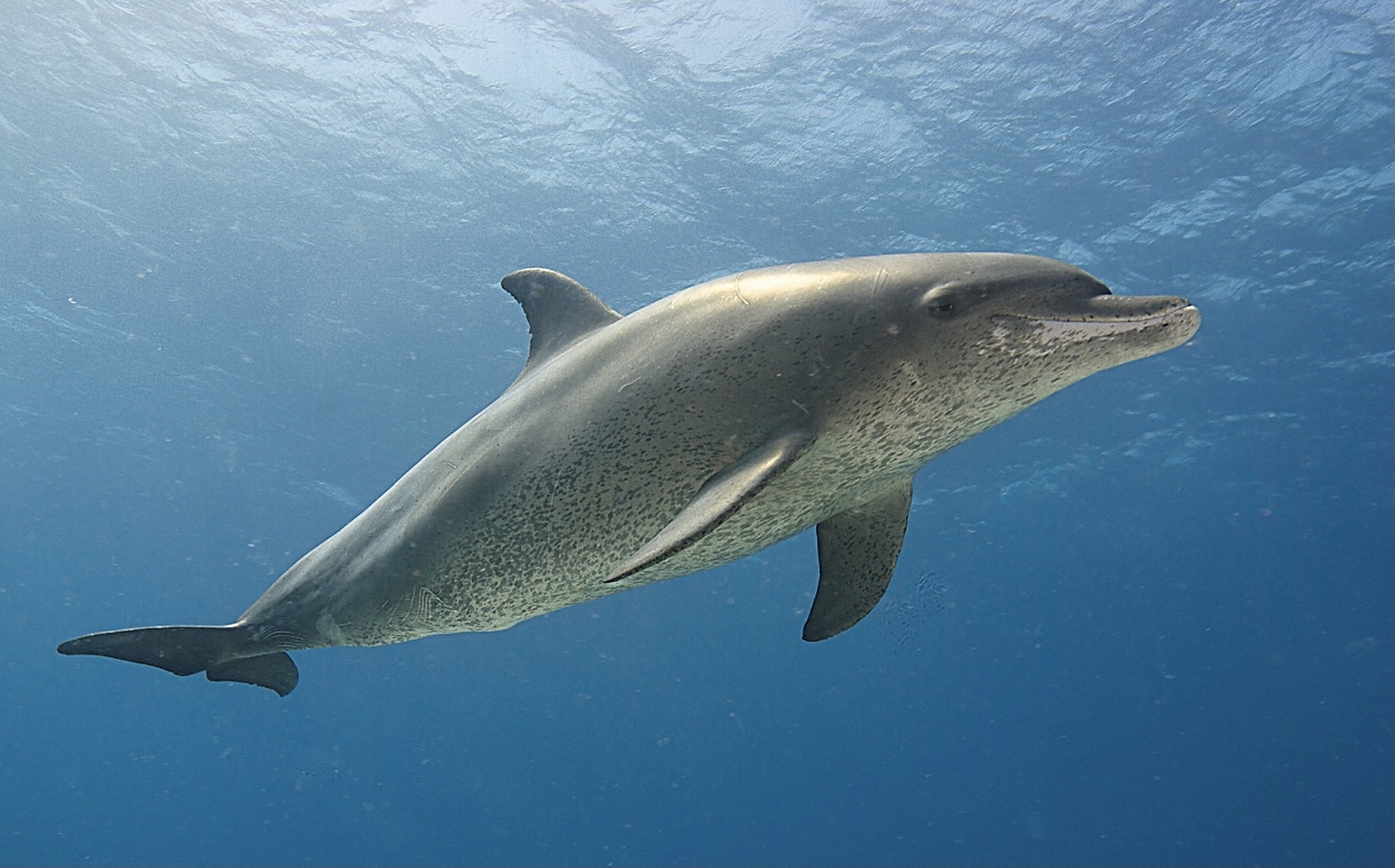 白鳍豚,又称为白浪猪,白波豚,是一种生活在海洋中的可爱海豚.