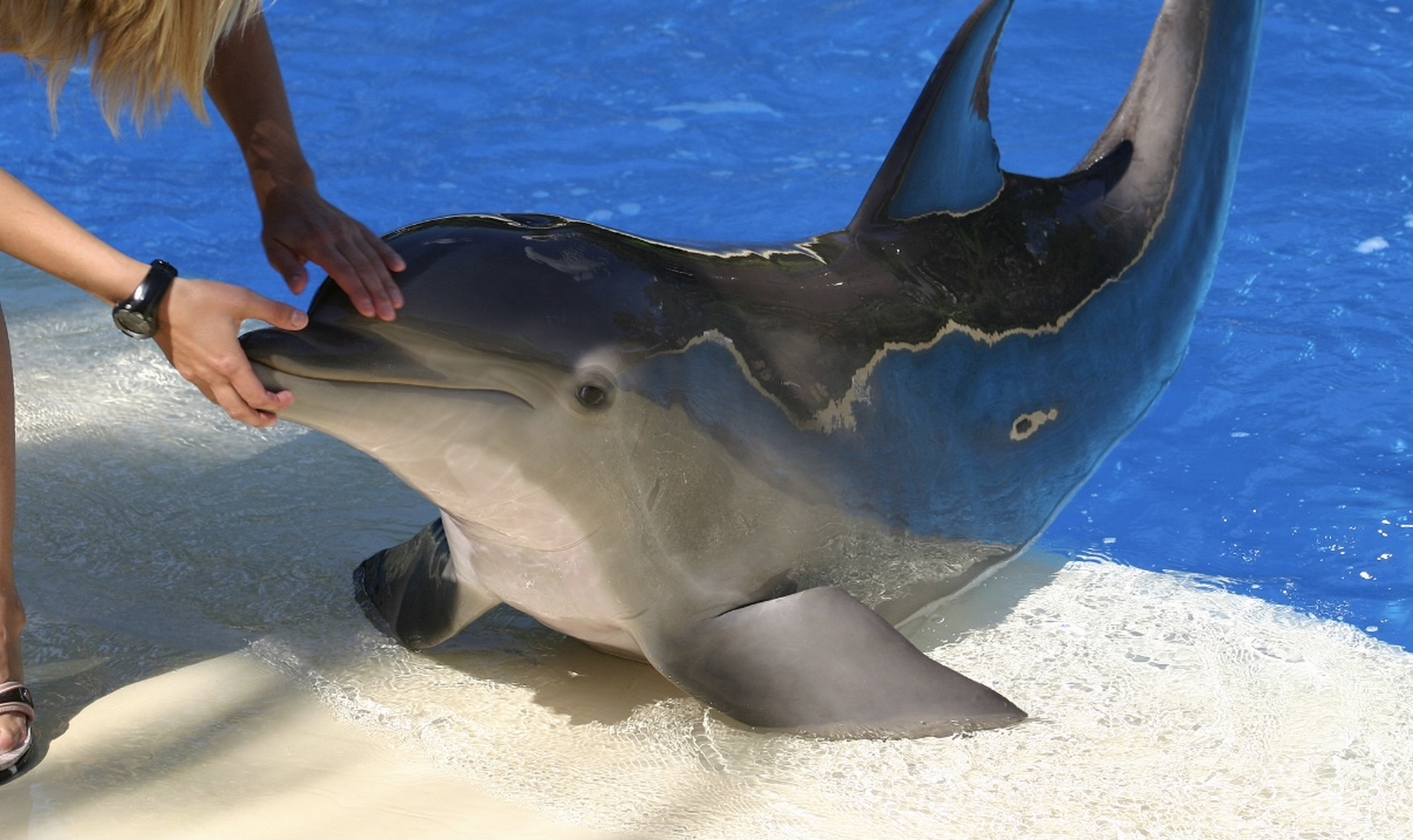 5米之间,体重在100到200千克之间.