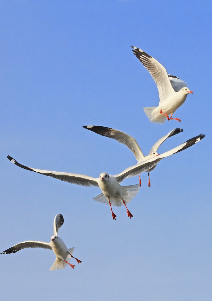 它们飞翔的姿态优美,象征着爱情的自由和无拘无束.