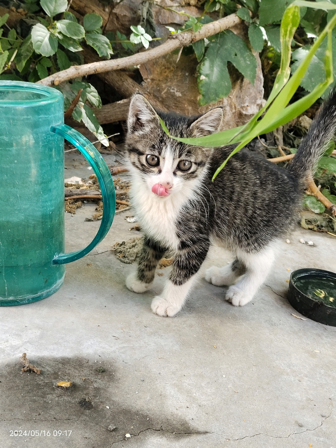 四脚踏雪的猫什么寓意图片