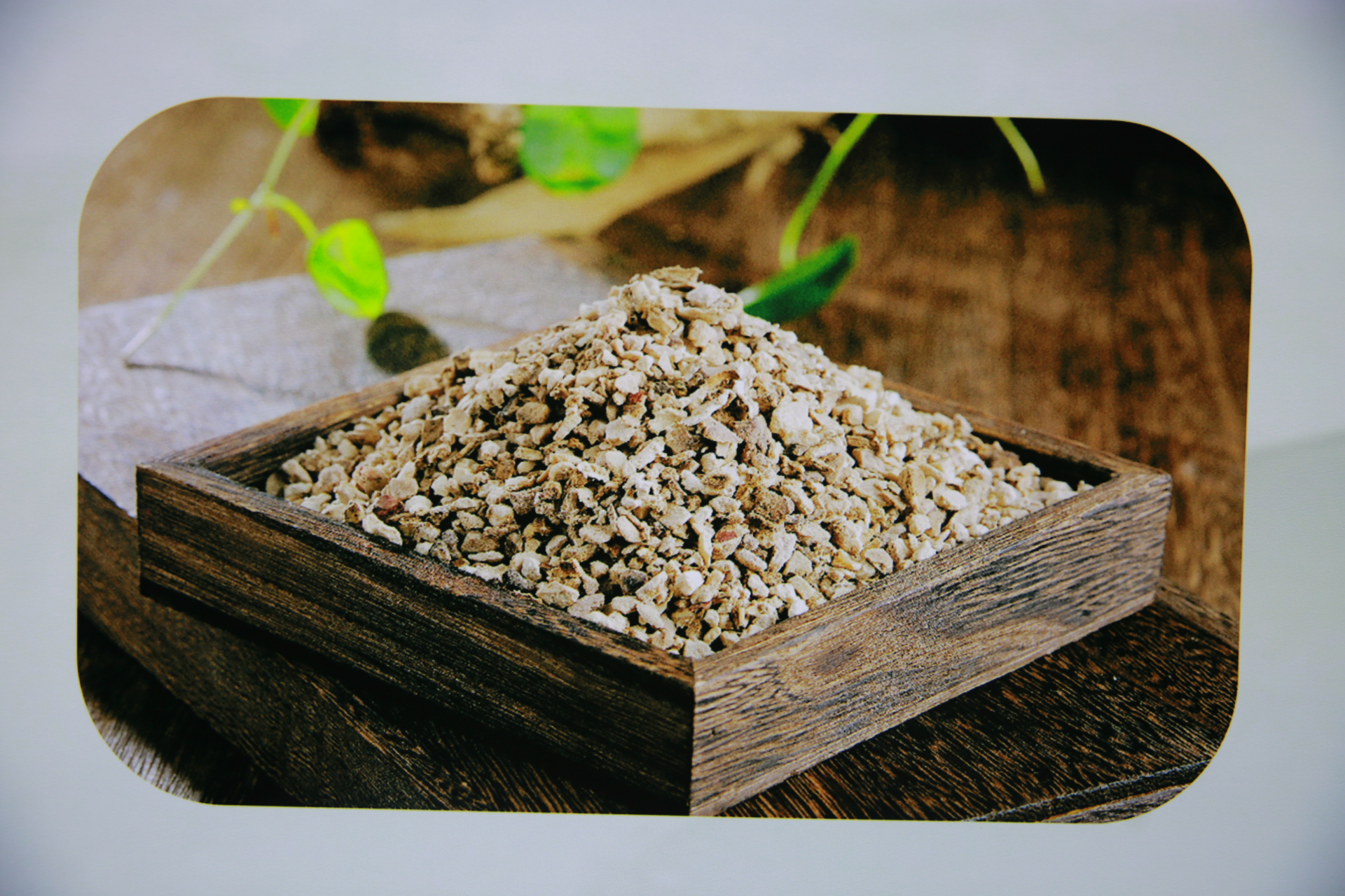 茯苓对男性与女性的好处各有不同 茯苓对女性一般有健脾补气,补中