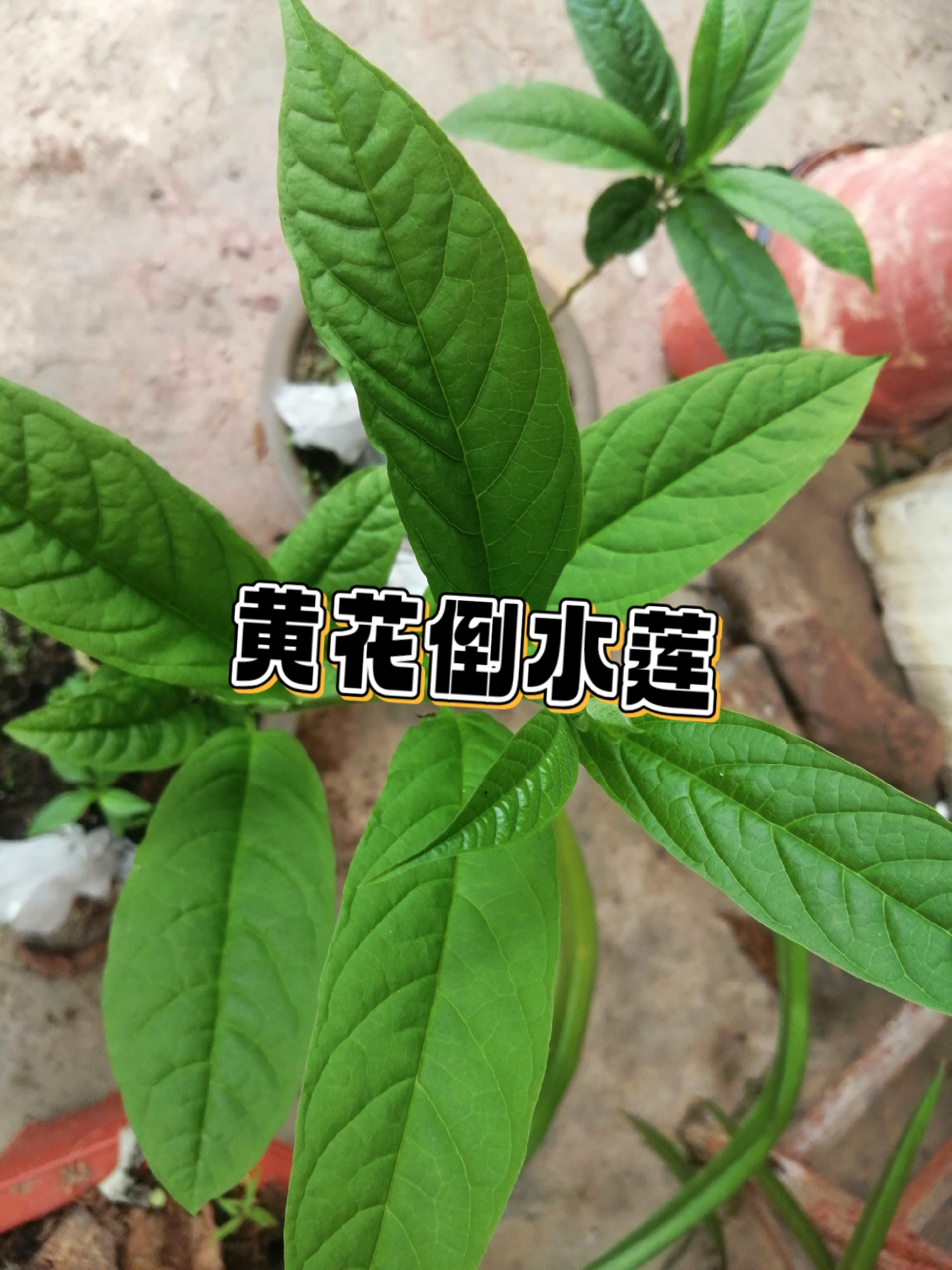 倒吊莲草药功效图片