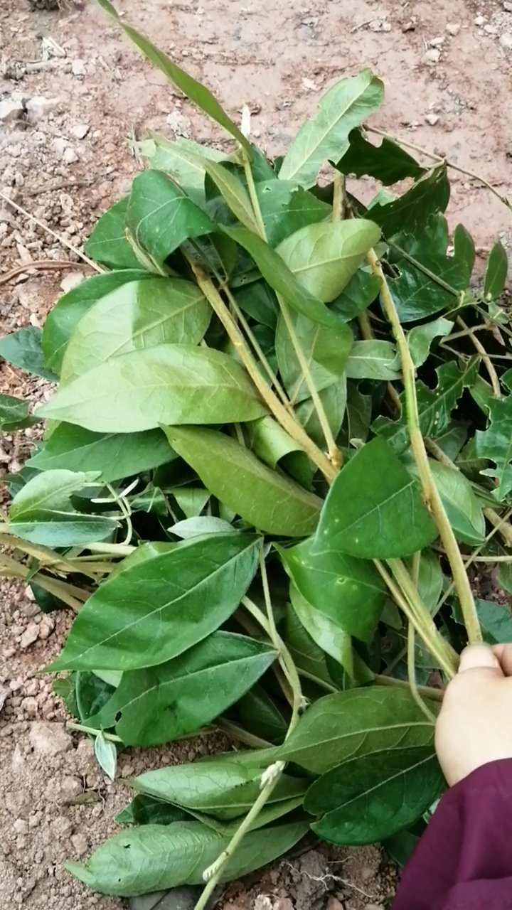 健康守护者,它的根入药,具有补虚润肺,强筋活络的神奇功效#记录农村生