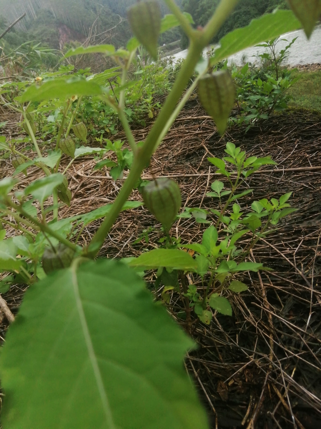 灯笼草怎么吃食用方法图片