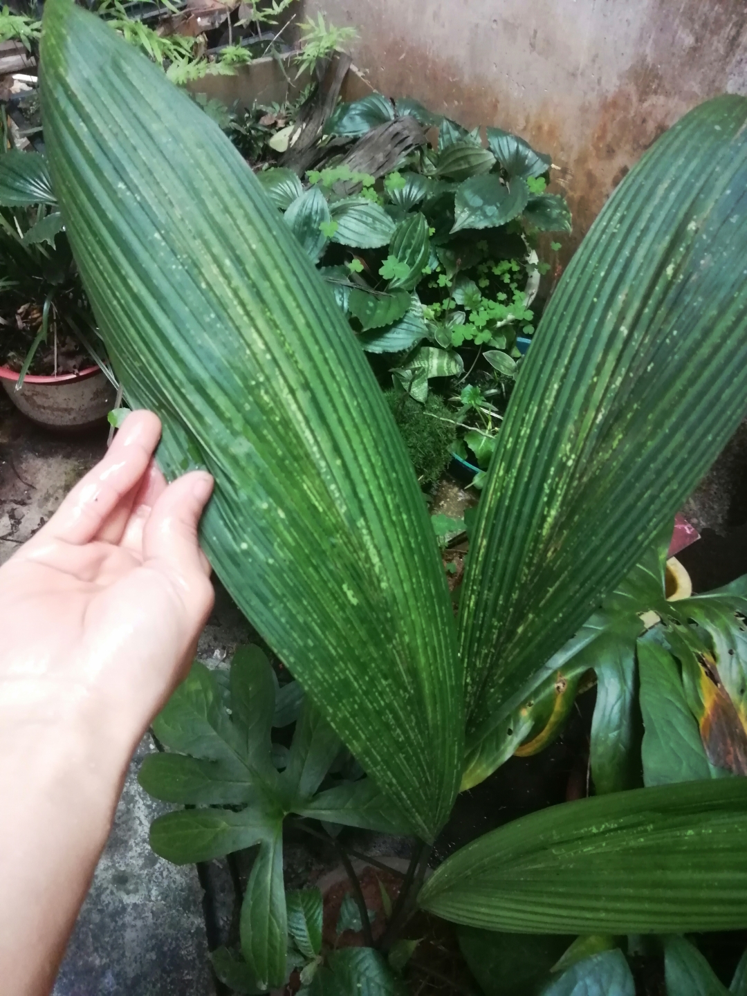 这是大叶仙茅吗?有什么功效与作用?