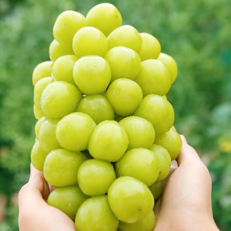 阳光玫瑰,甜到爆炸,让喜欢甜食的我一口一#寻粽香品端午# 根本停不