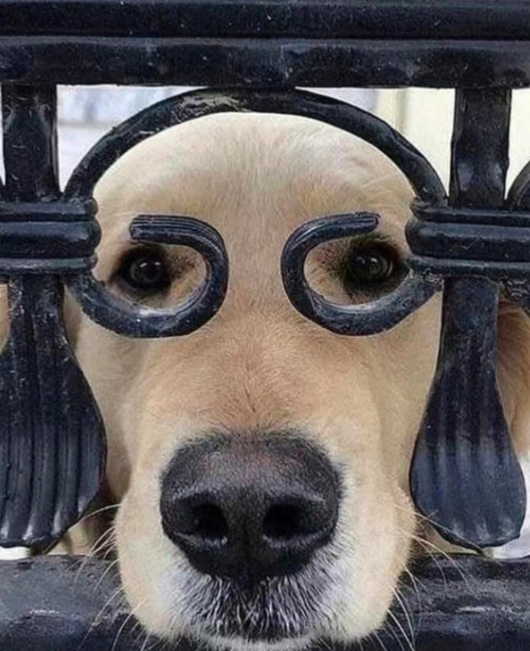 我家狗子新配的眼镜,你们觉得好看吗?