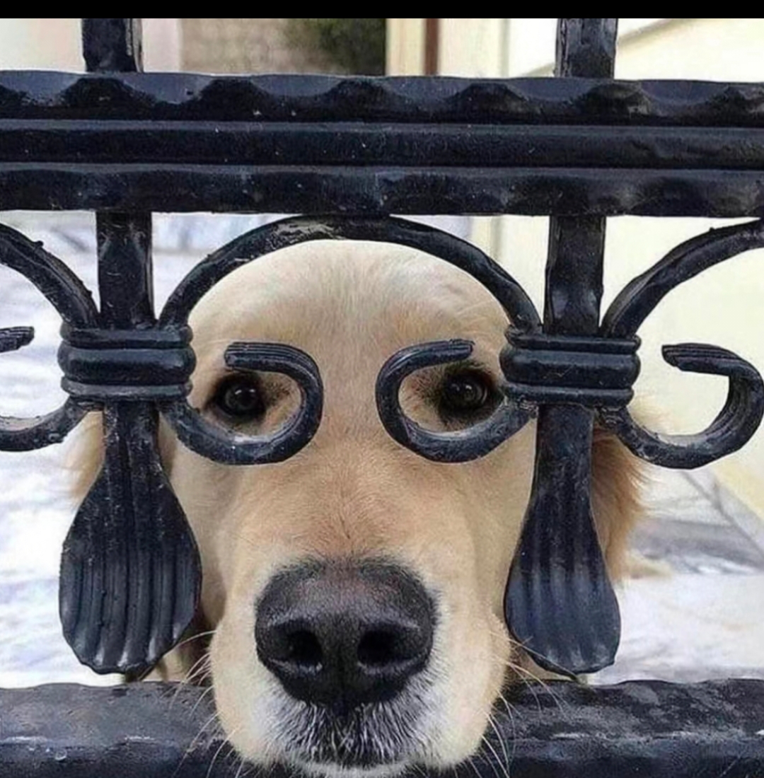 我家狗子新配的眼镜,你们觉得好看吗?