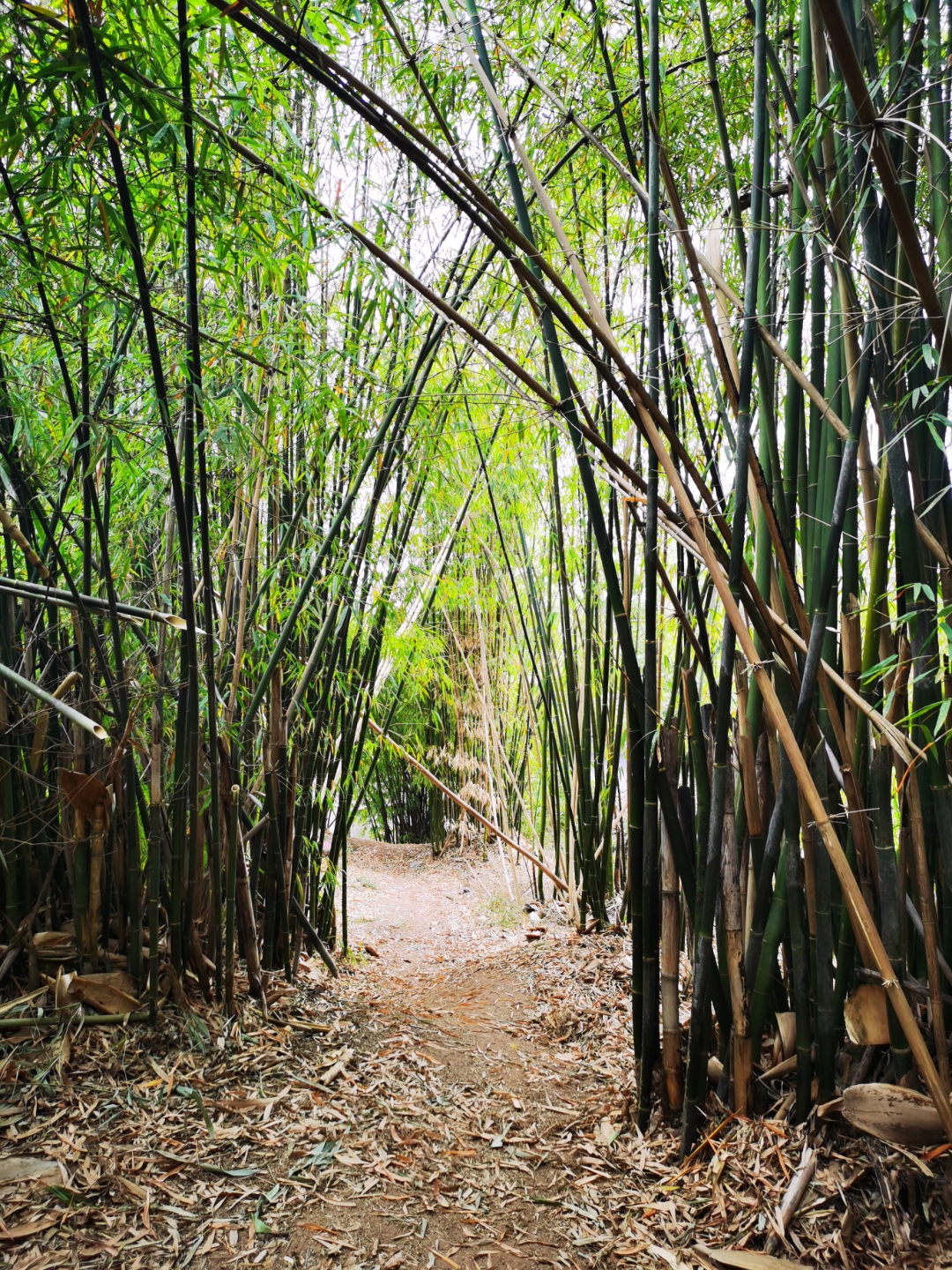 穿越竹林#万物清明