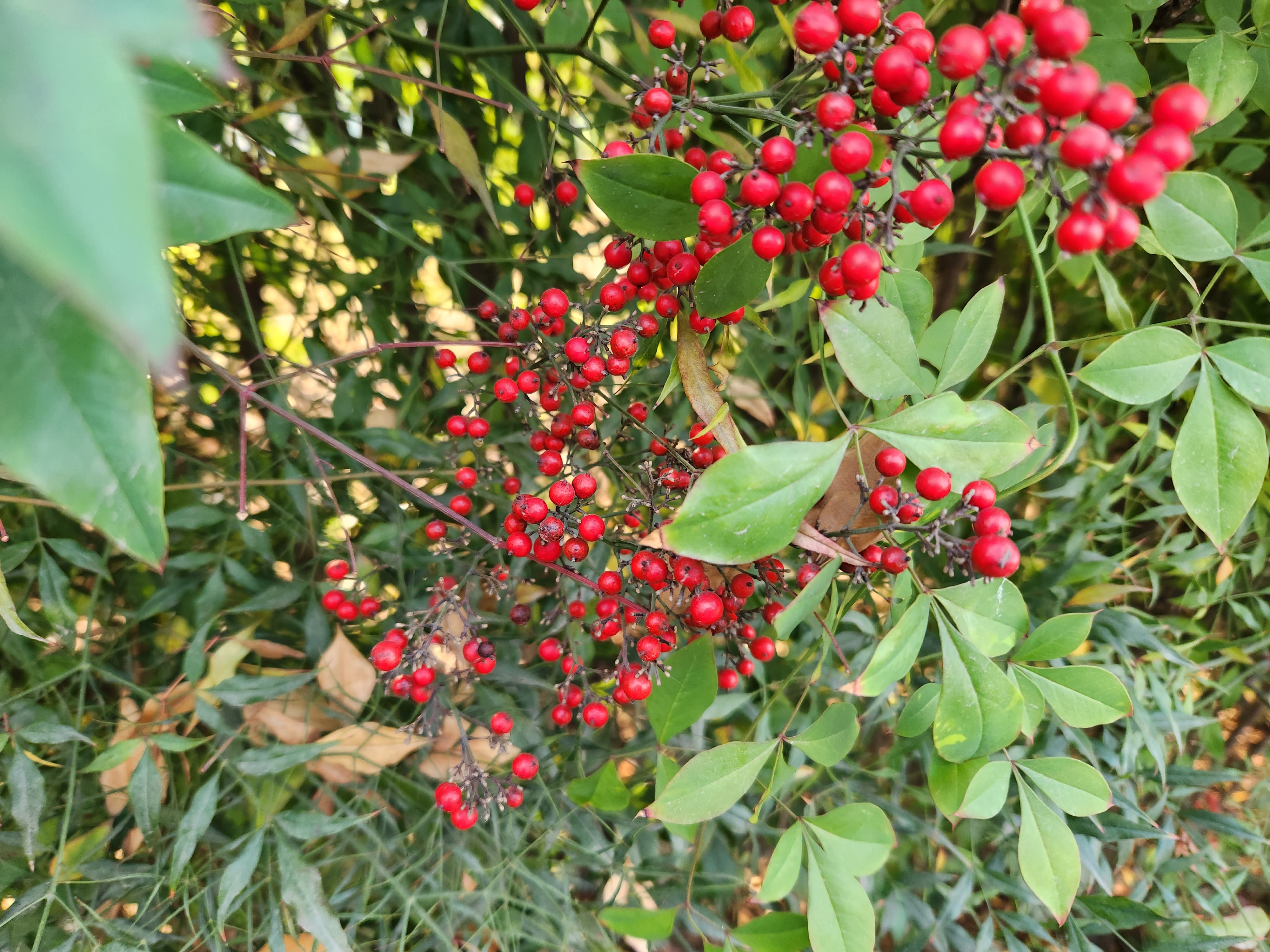 大年初一景区人太多,附近转转,花丛中看到好多红色果果,还挺好看的,不