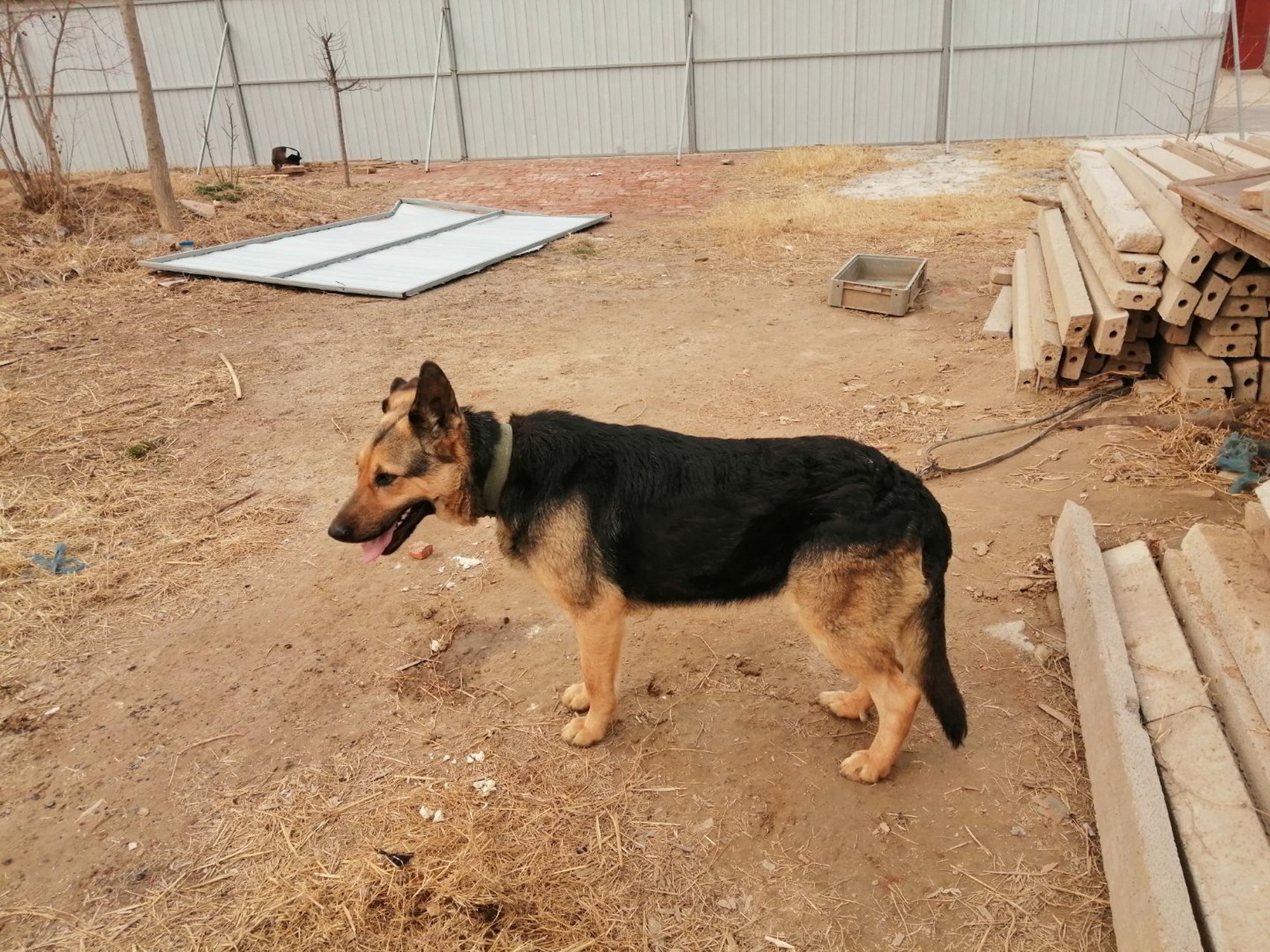 平背德牧犬舍图片