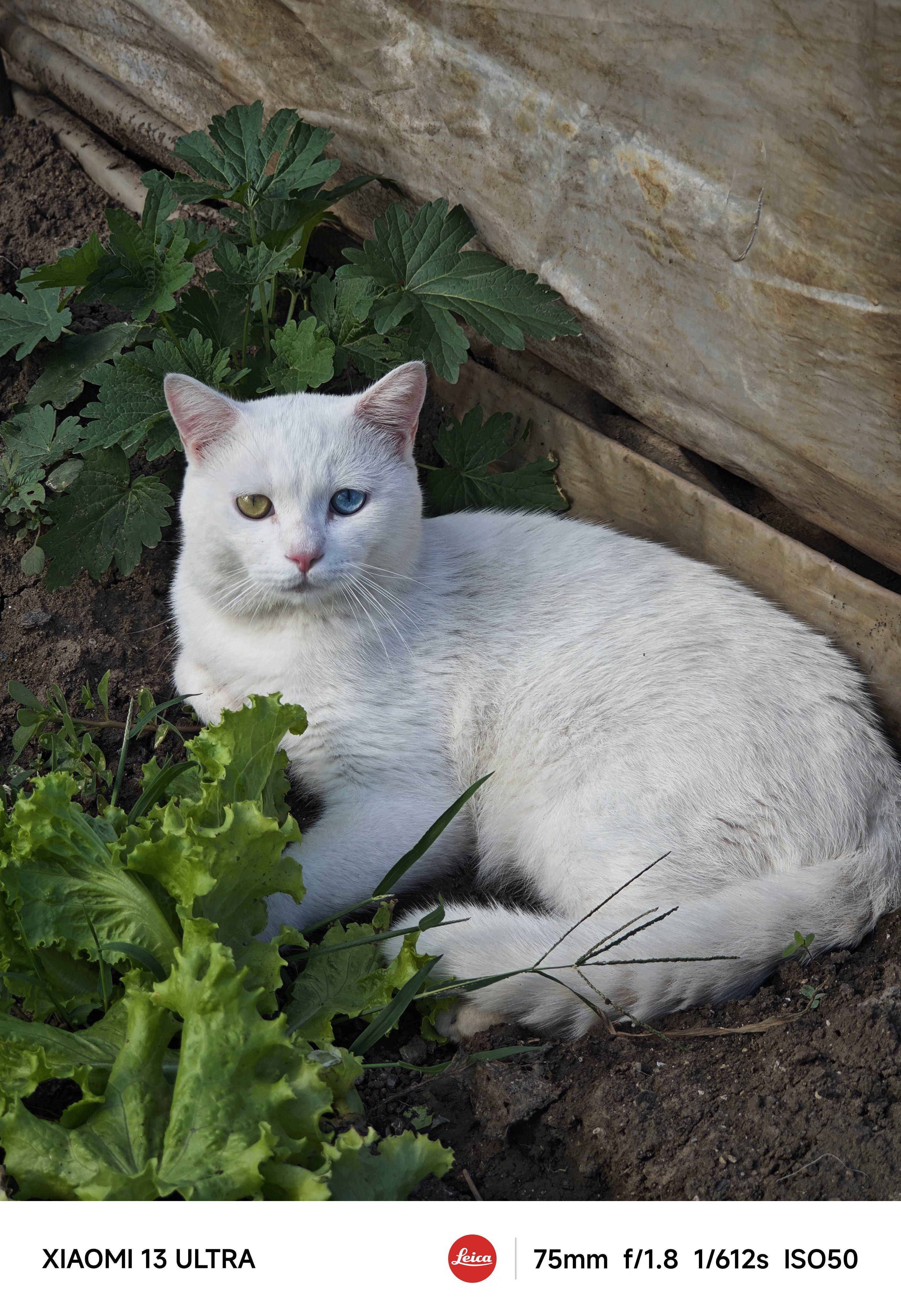 这个阴阳眼猫能值多少钱