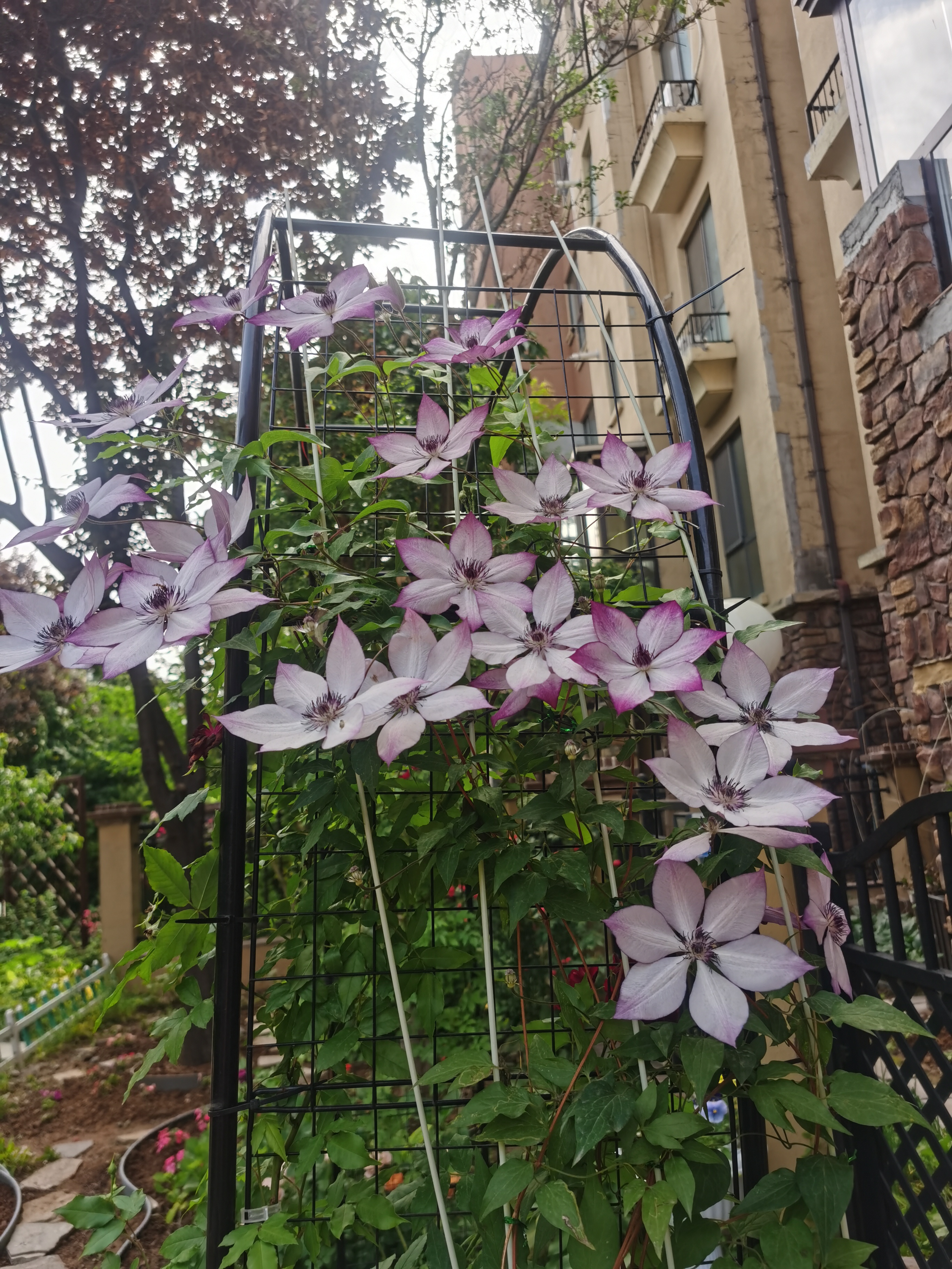 88块钱的铁线莲值了