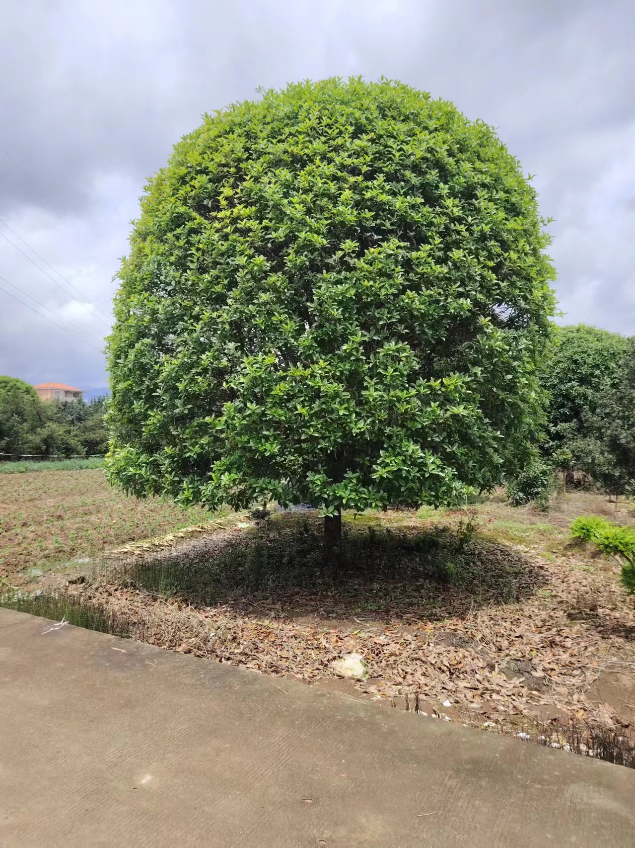 桂花树图例图片