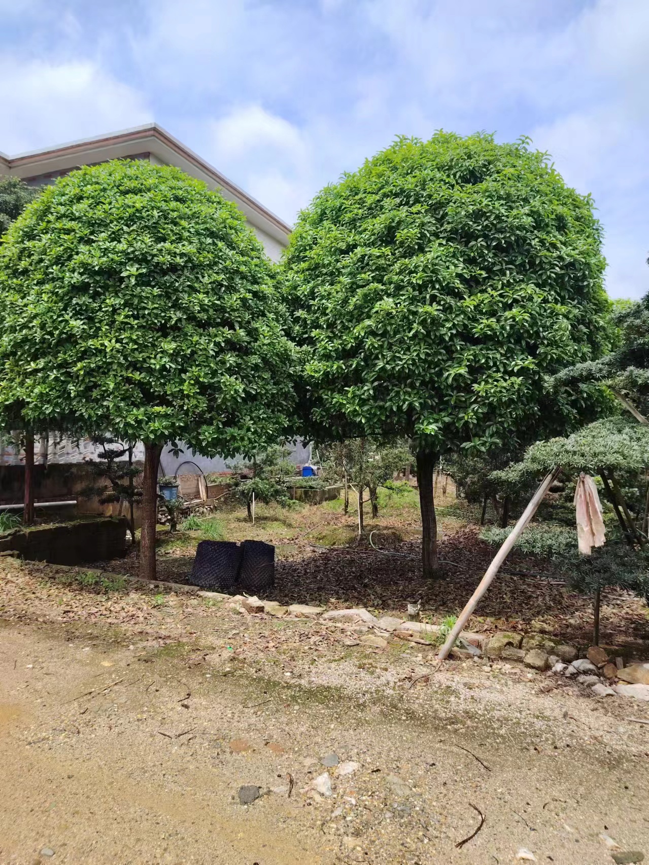 桂花树是一种很受欢迎的观赏树种,以下是关于桂花树种植的一些要点