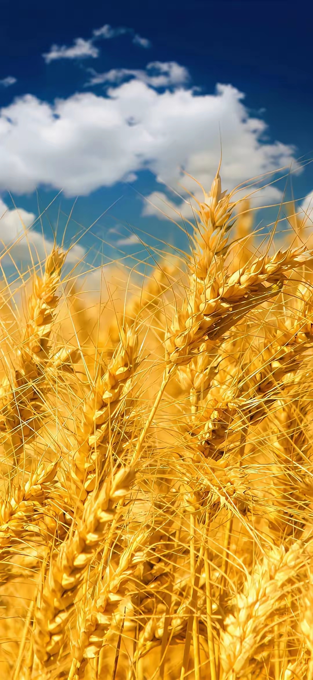 站在高处俯瞰,麦穗随风摇曳,好像在跳舞一样,超级有动感!