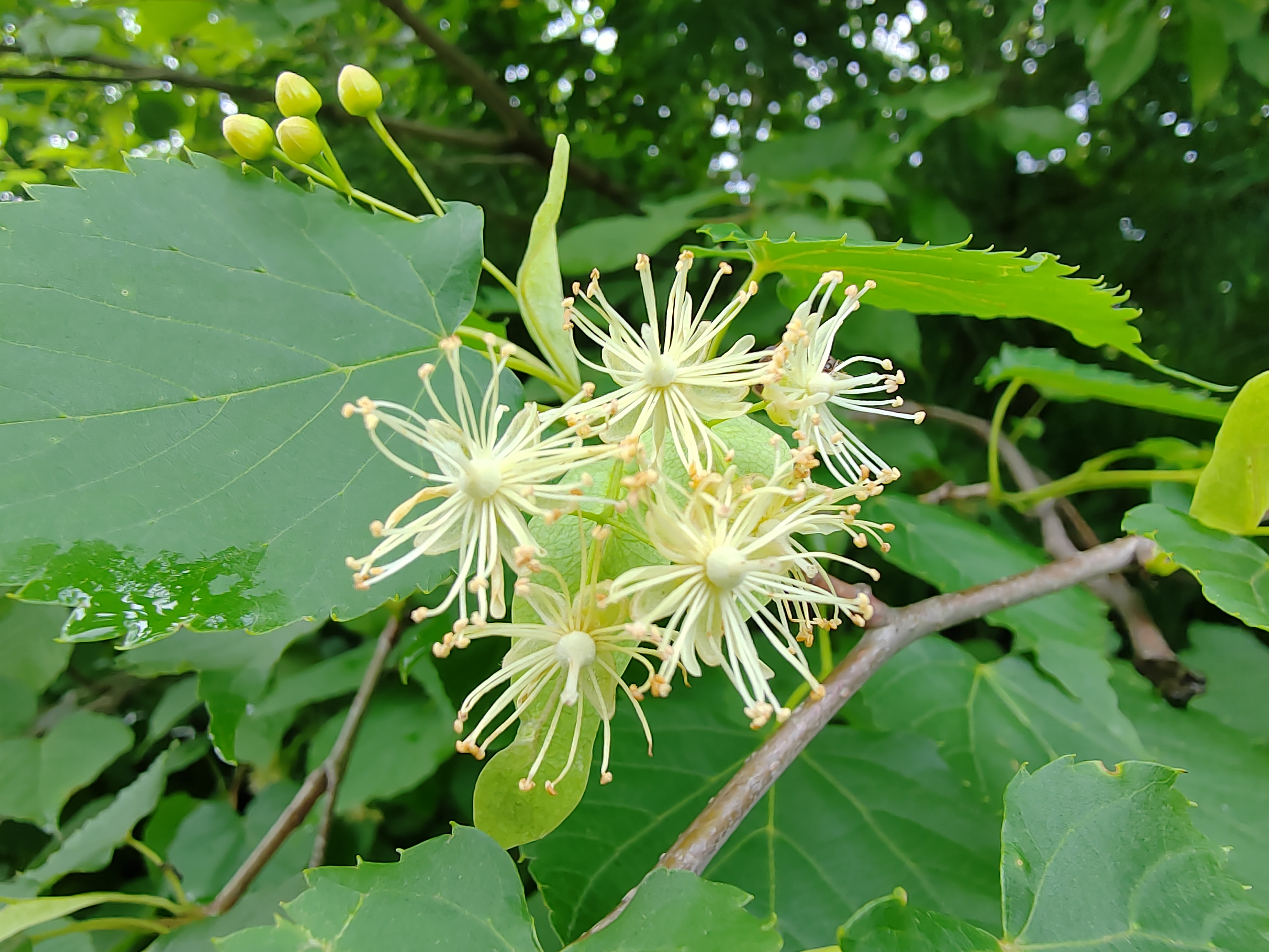 长白山露水河林区的椴树花,你认识吗?