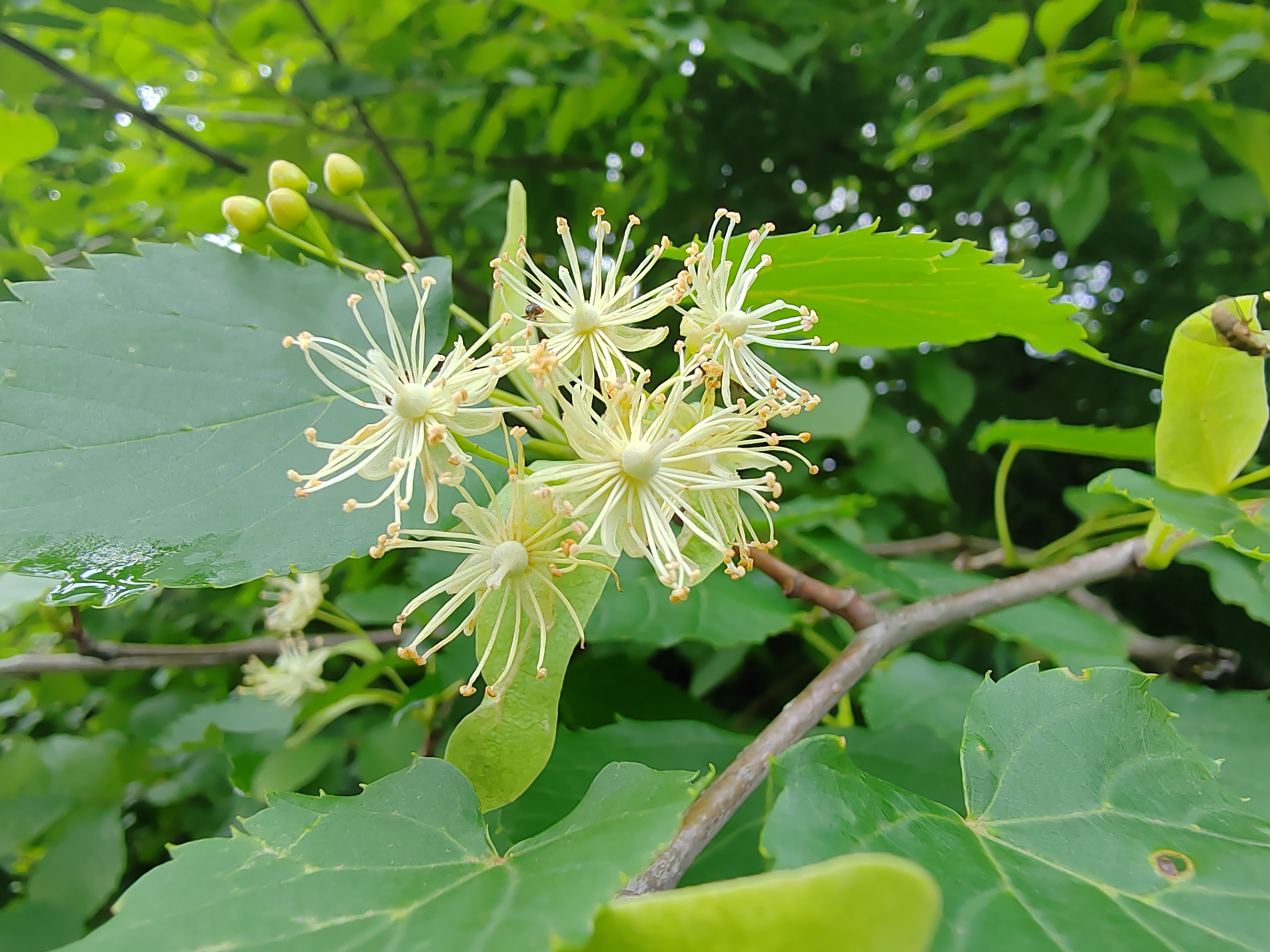 长白山露水河林区的椴树花,你认识吗?