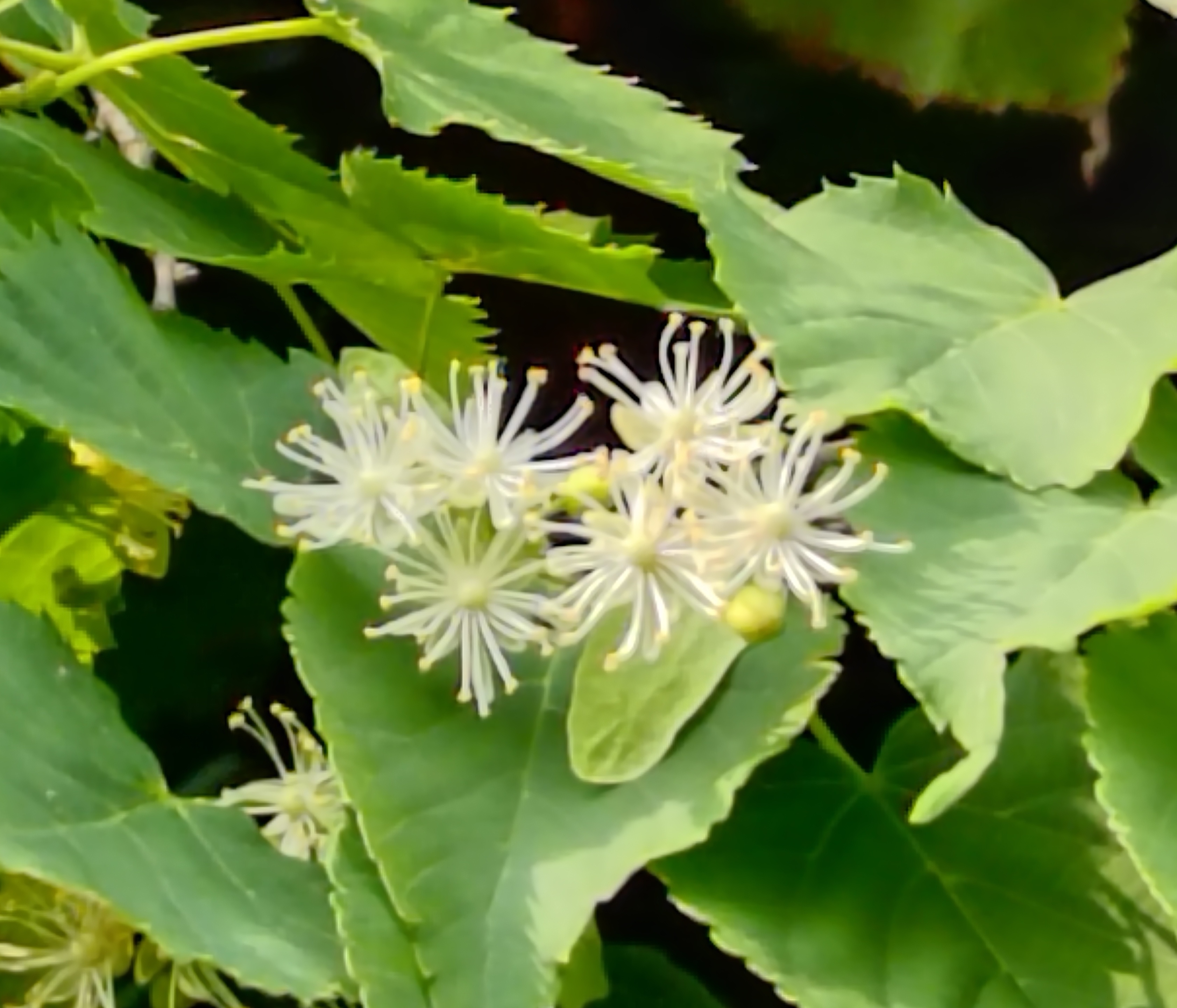 长白山露水河林区的椴树花,你认识吗?