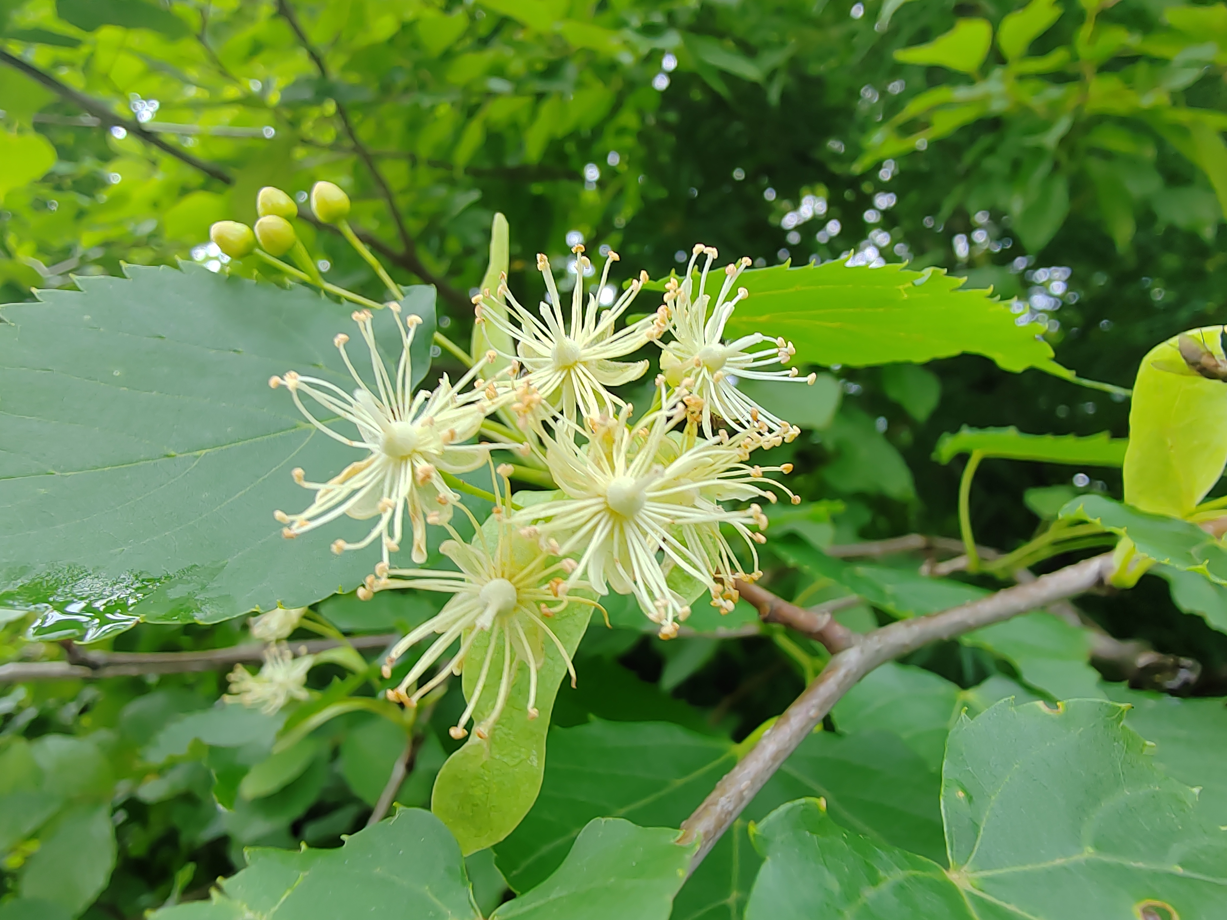 椴树生长环境图片