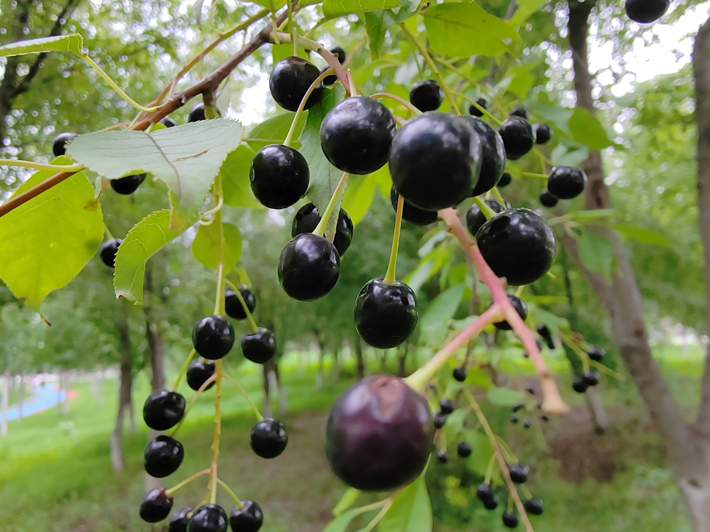 黑珍珠(长白山稠李子)挂满枝头,诱人的果实等您来摘!