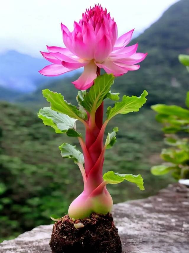 霜花在枝头悄然绽放, 树叶间透出温暖的光