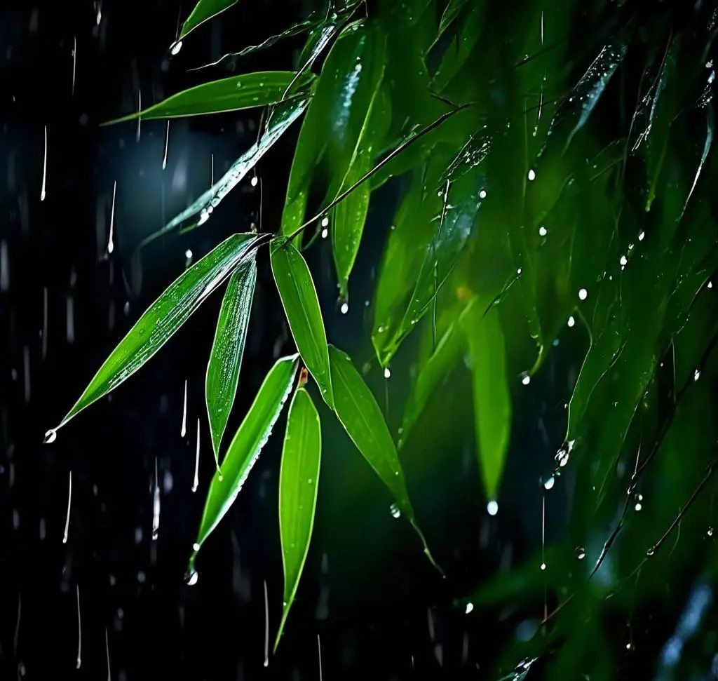 竹林下雨图片唯美图片