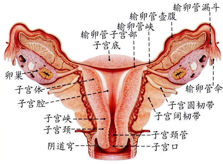 女性结扎一般选择输卵管峡部