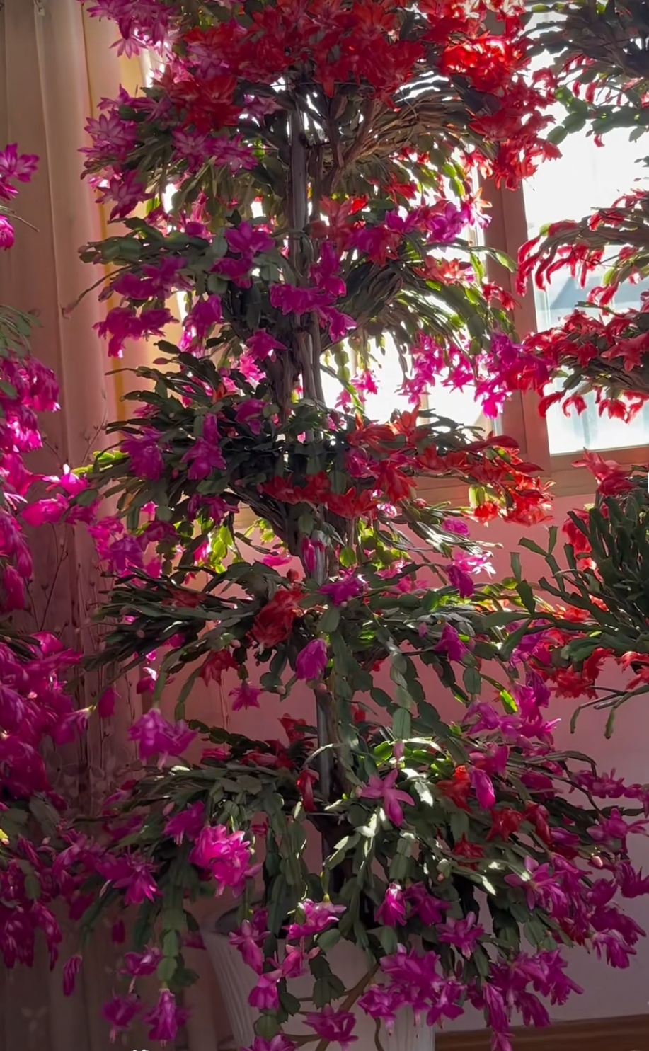 嫁接的蟹爪兰层层叠叠,繁花似锦,红运当头,赏心悦目,欣然咏之.