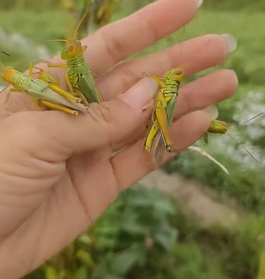 见下图:菜园子里的树杈上聚集了密密麻麻的蝗虫,俗语就是土蚂蚱.