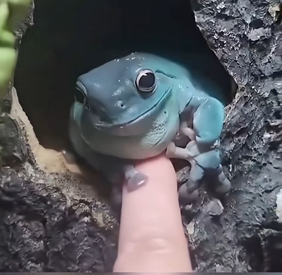 青蛙躲在洞里,女子用手指触摸着青蛙的肚皮